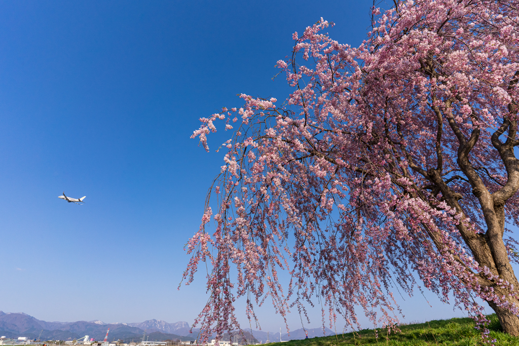 花むけ