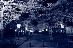 夜桜の誘い