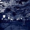 夜桜の誘い