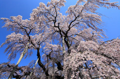 ざ・滝桜