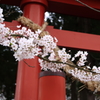 村に来た春 2
