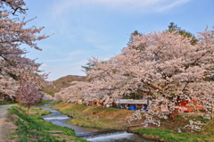 観音寺川の桜