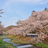 観音寺川の桜