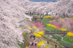 花とりどり