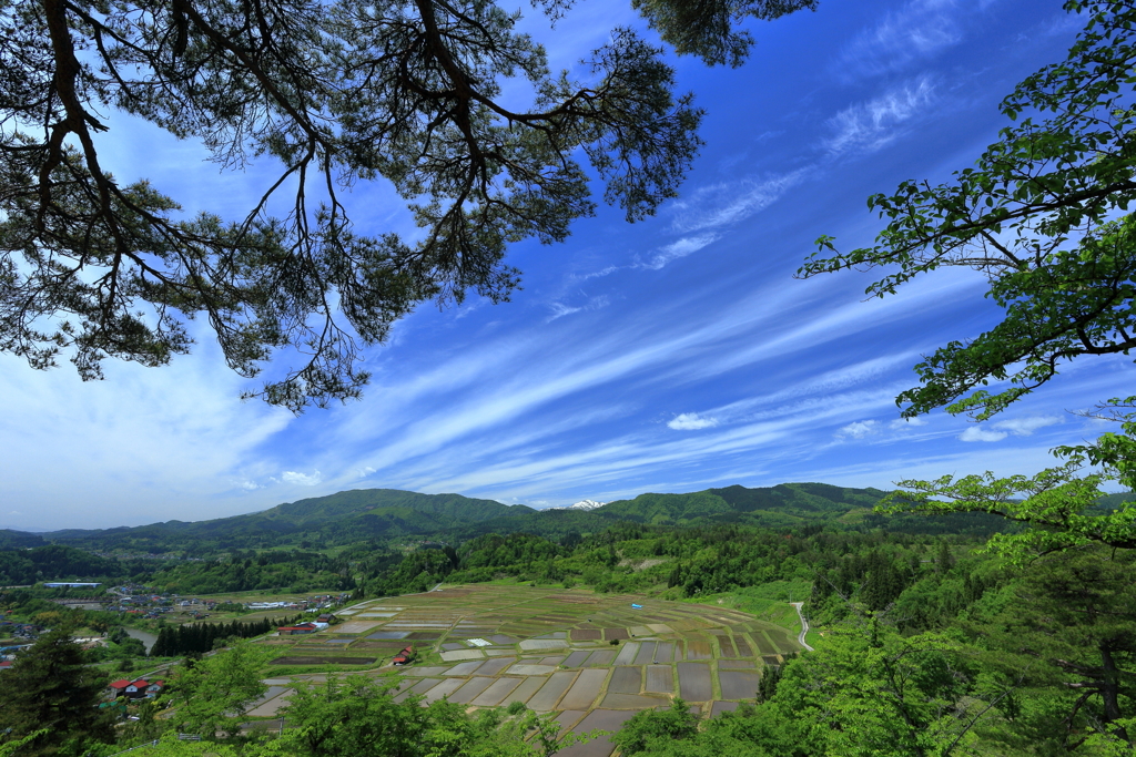 田植え日和