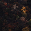 斜陽