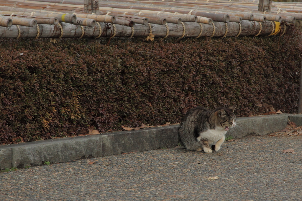 さあ行くかニャ