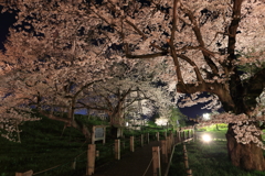 夜のお達磨_3