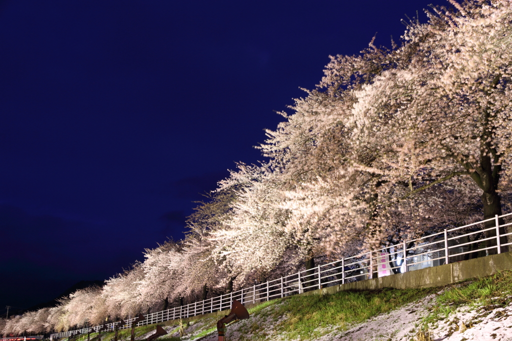 馬見ヶ崎川桜ライン１