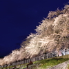 馬見ヶ崎川桜ライン１