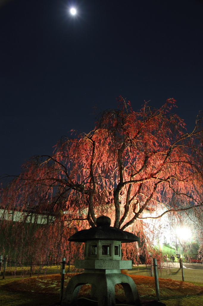 月見桜