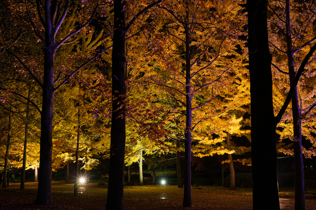 秋夜の散歩道_1