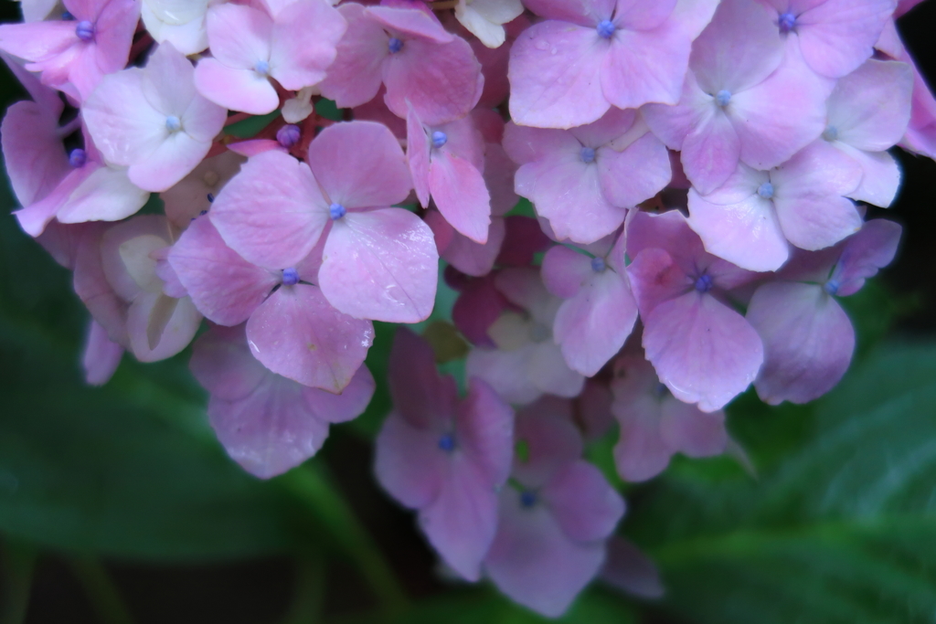 雨花 1