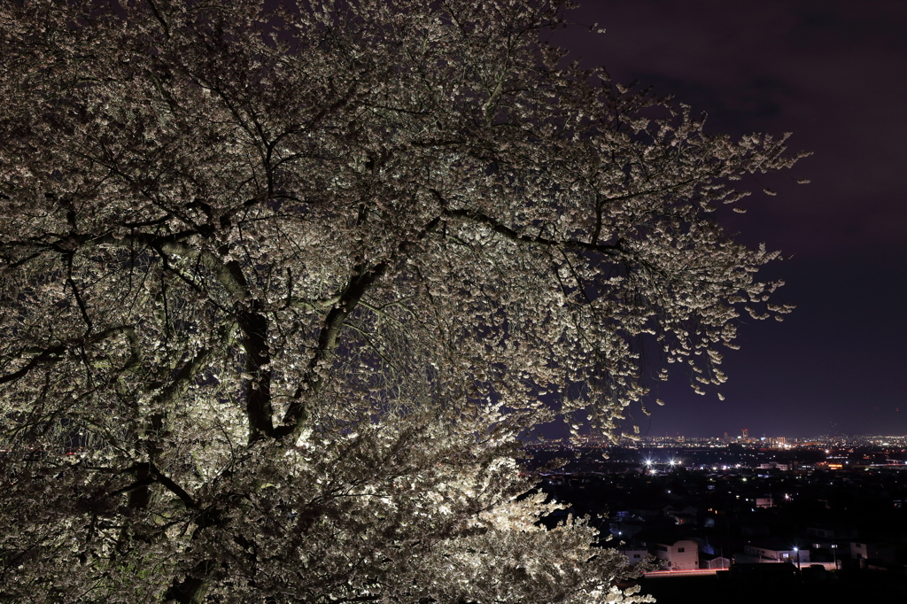 観桜～丘の上から 2