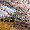 一目千本桜鉄道風景２