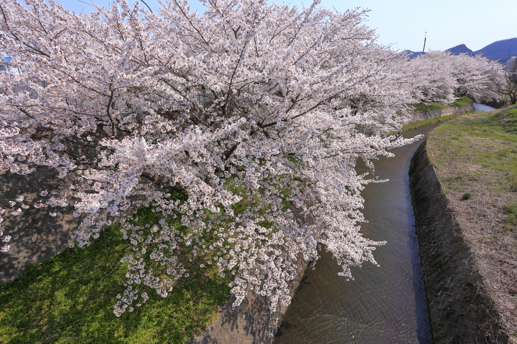 さんぽ道の春