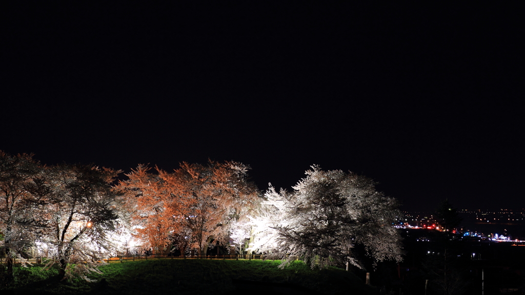 浮かぶ夜桜