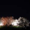 浮かぶ夜桜