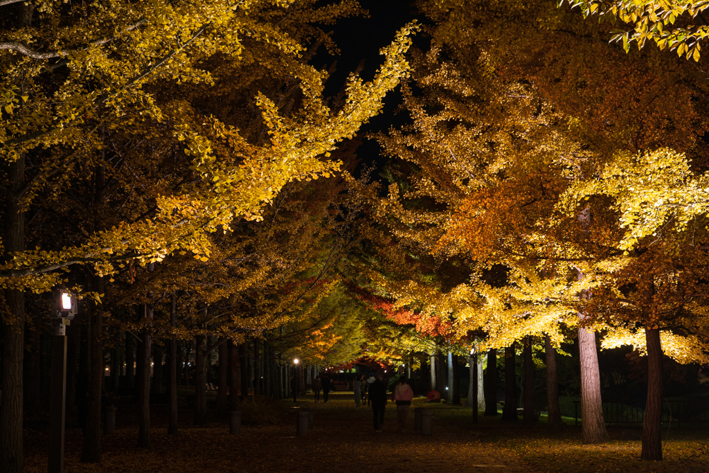 秋夜の散歩道_2