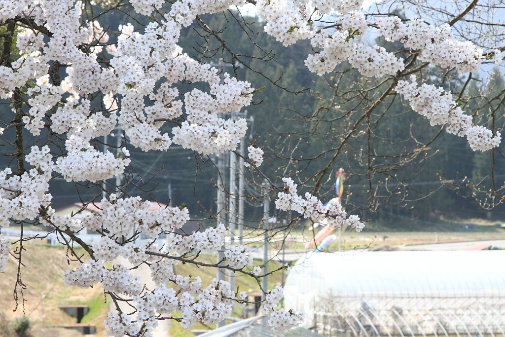 春の実感