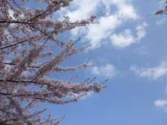 桜舞い散る中に忘れた記憶と…