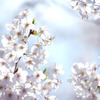 輝く桜