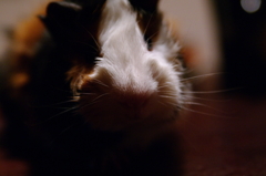 おねだりモルモット