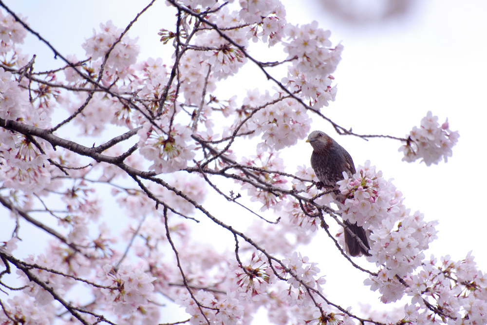 さくらと鳥