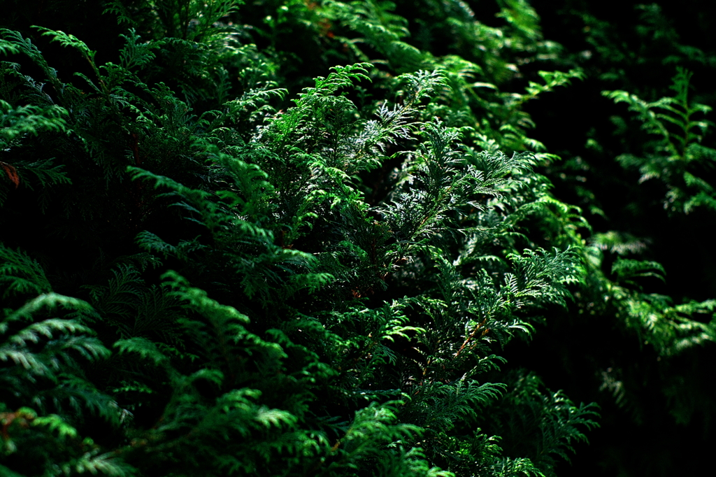 夏の植物の緑