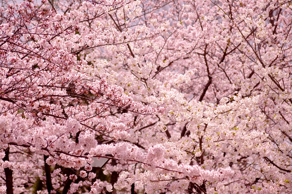 わさわさ桜