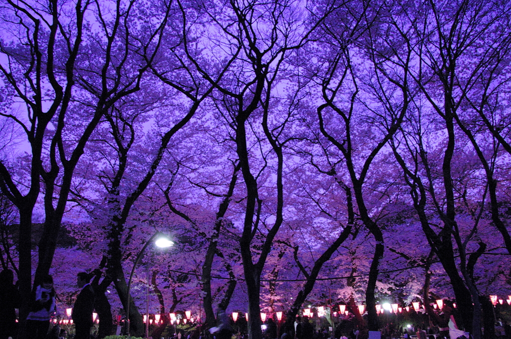 みんなでお花見in上野公園