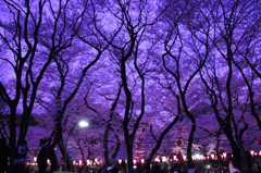 みんなでお花見in上野公園