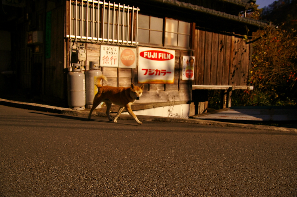 僕を得意げに追抜いた犬