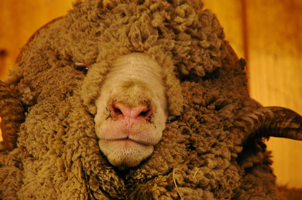 むっすり顔の羊@マザー牧場