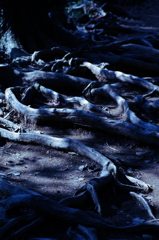 剥き出された根っこ