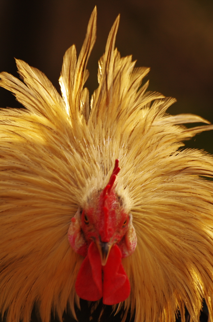 カッコいいニワトリ