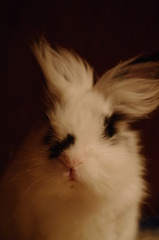 ふぁっさー　ヘア