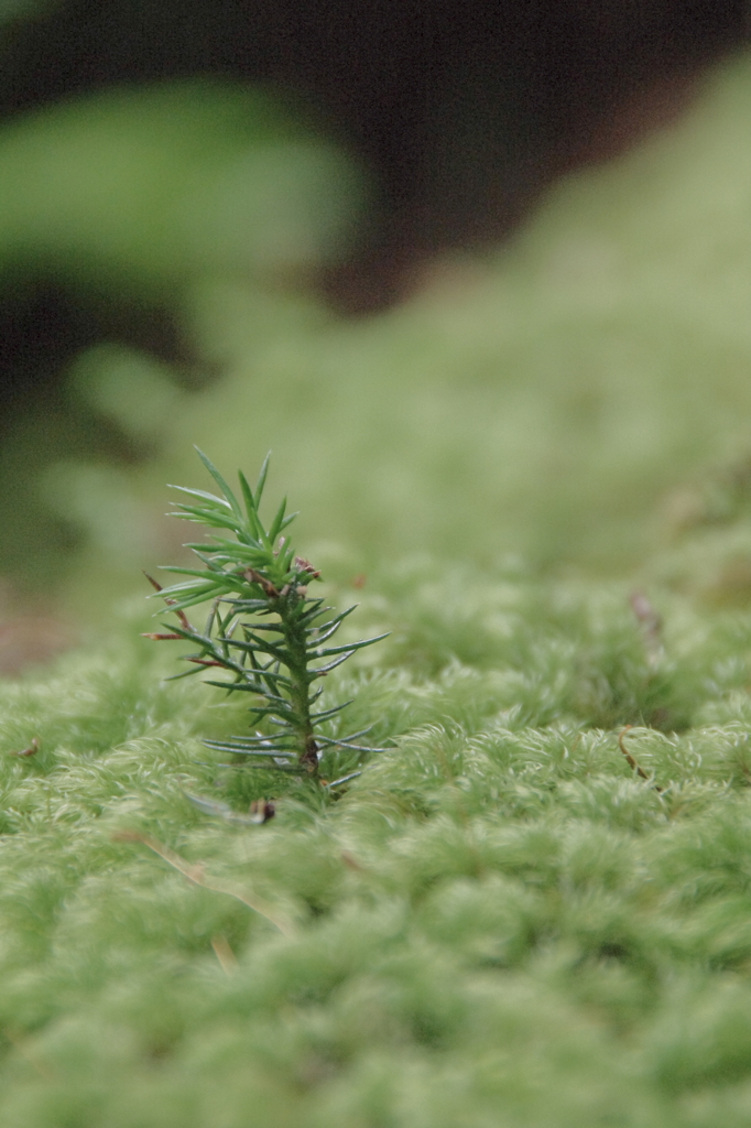 かわいいべいびぃ　はいはい