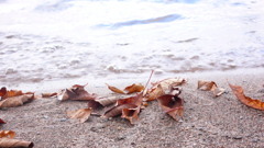 枯れ葉の漂流