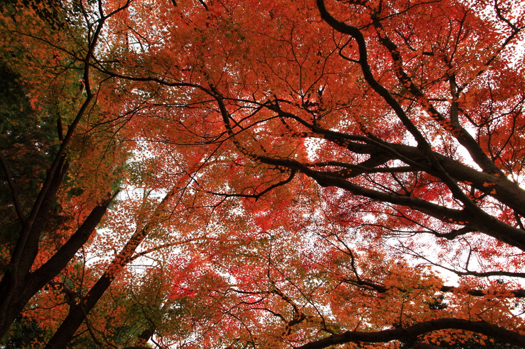 里山燃ゆ