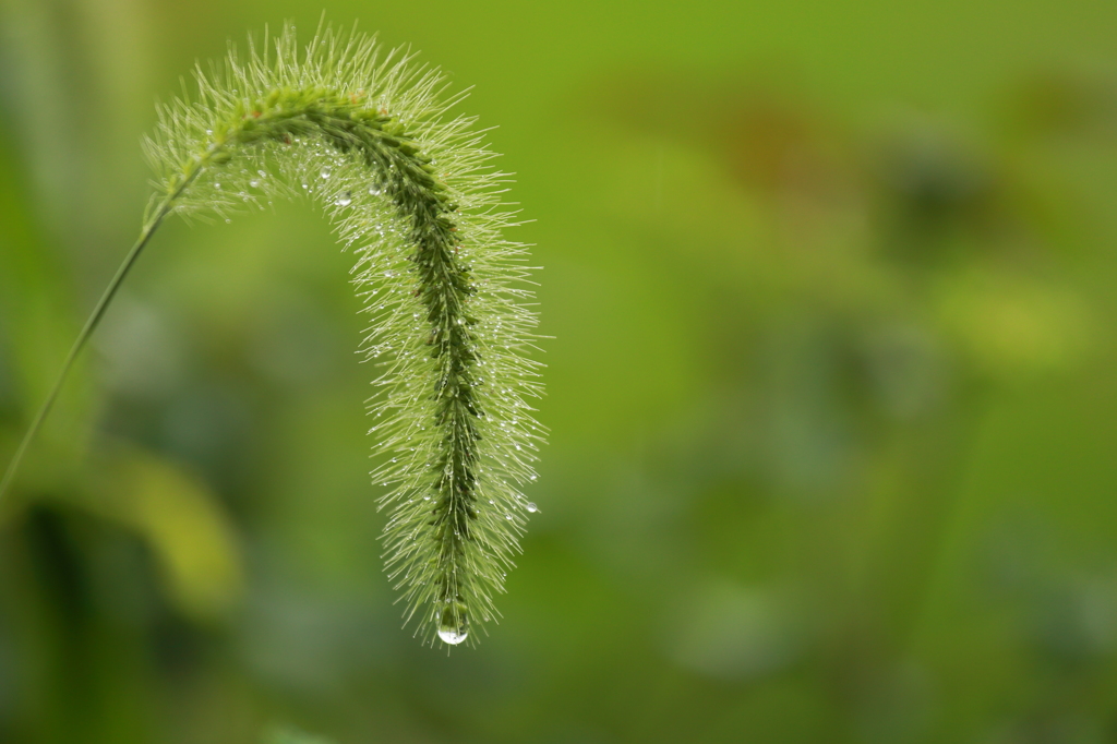 秋雨の雫