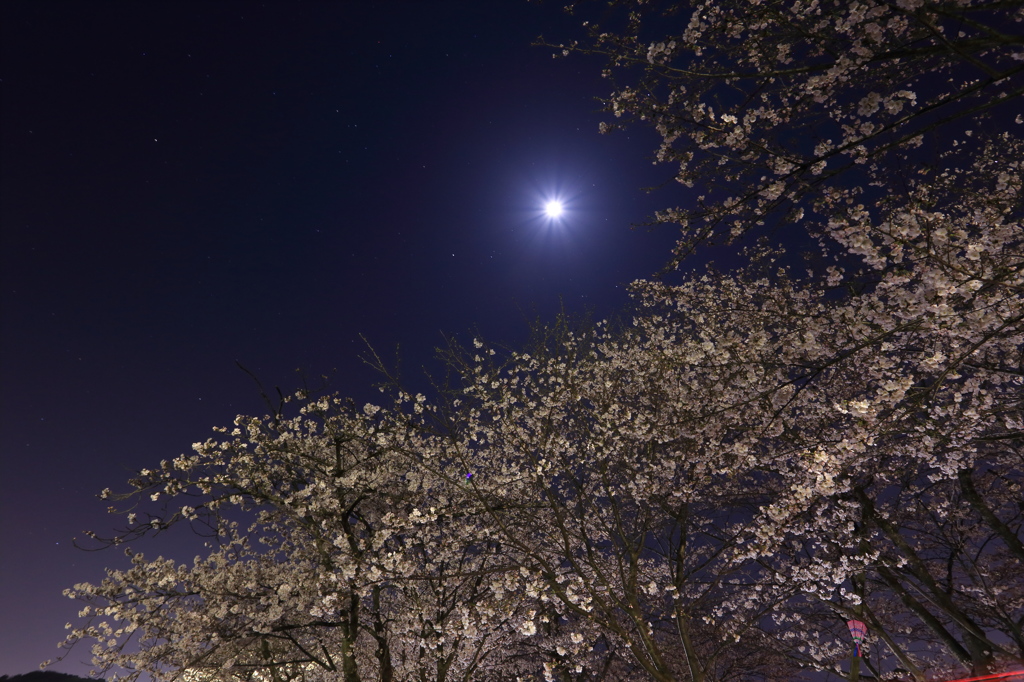 月夜桜