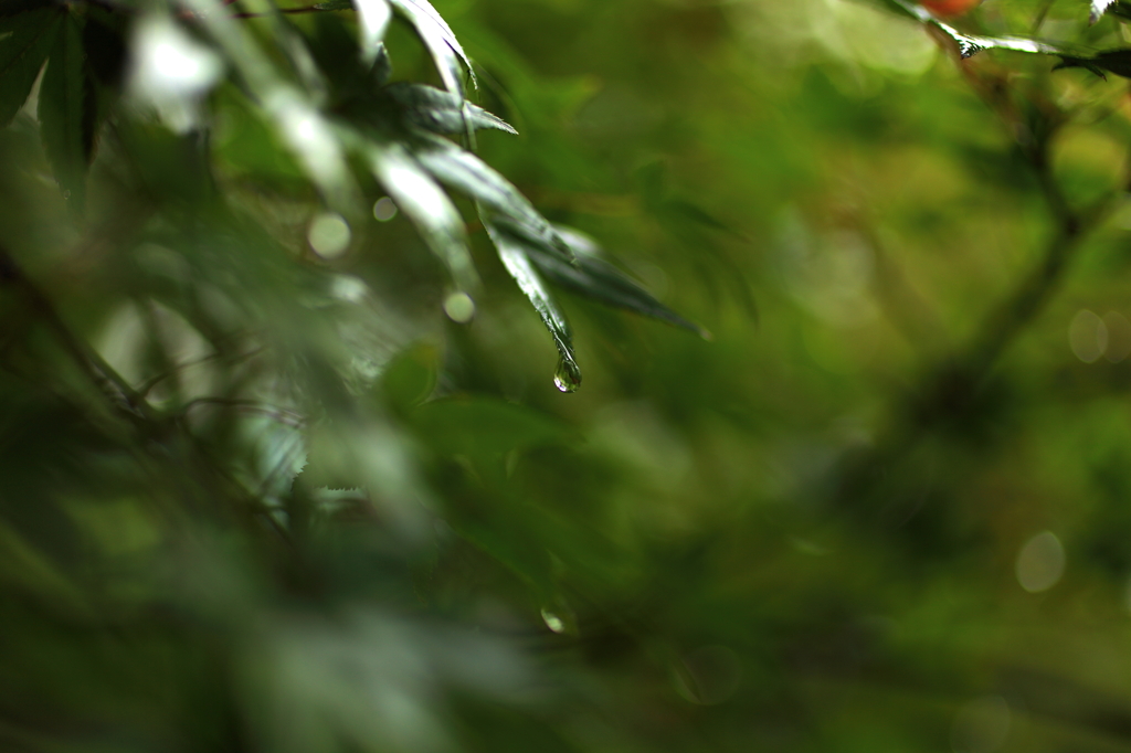 一雨ごとに