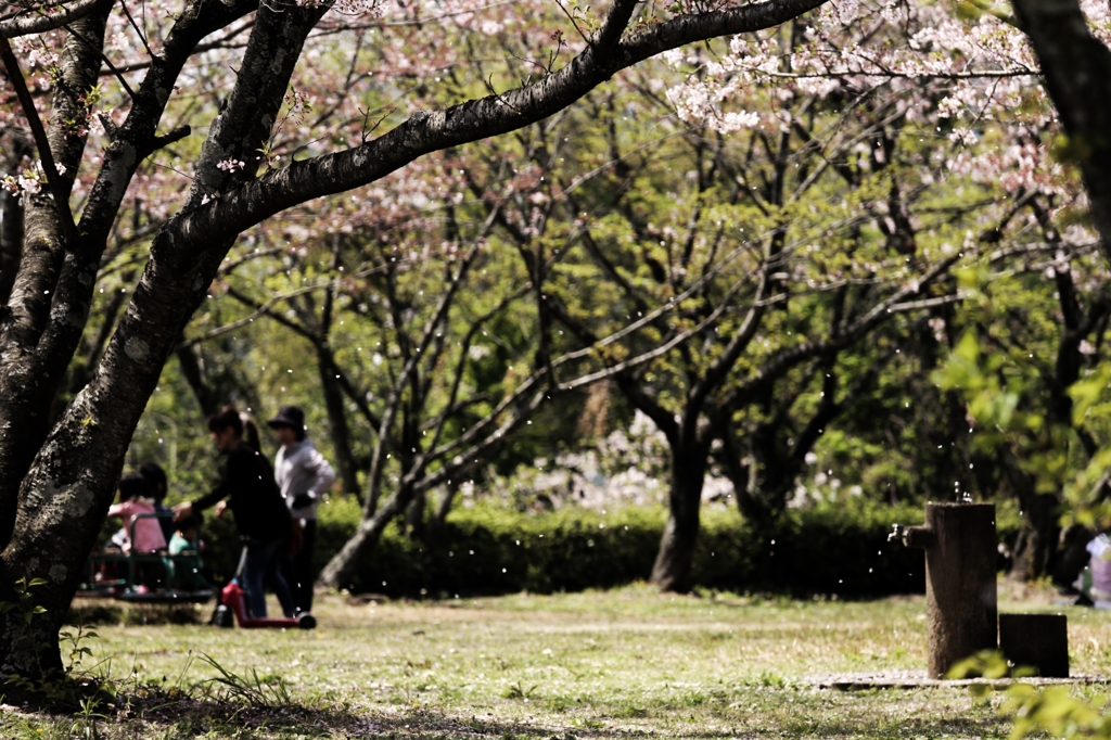 桜舞い散る