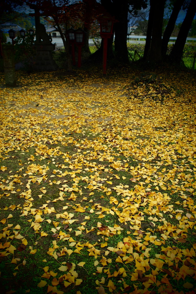 Yellow carpet