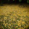 Yellow carpet