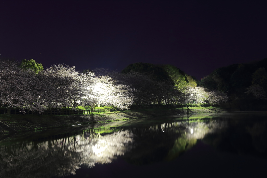 夜桜