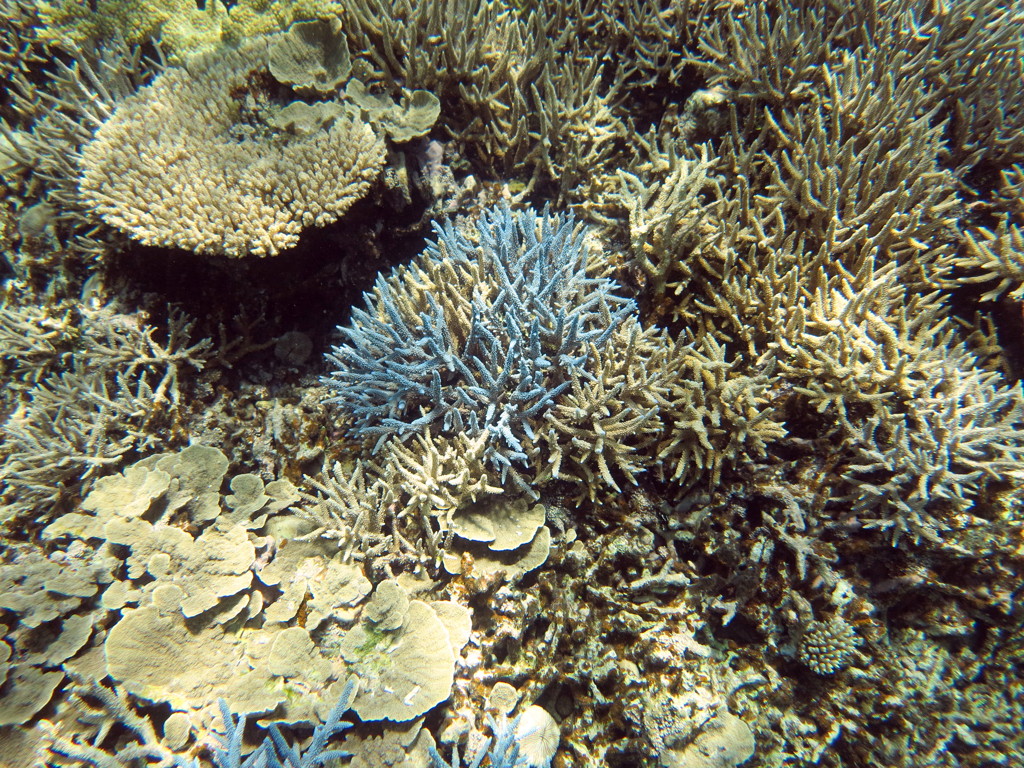 八重干瀬の珊瑚５