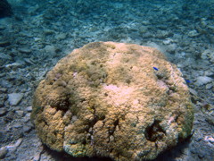 八重干瀬の珊瑚３
