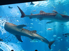 美ら海水族館大水槽